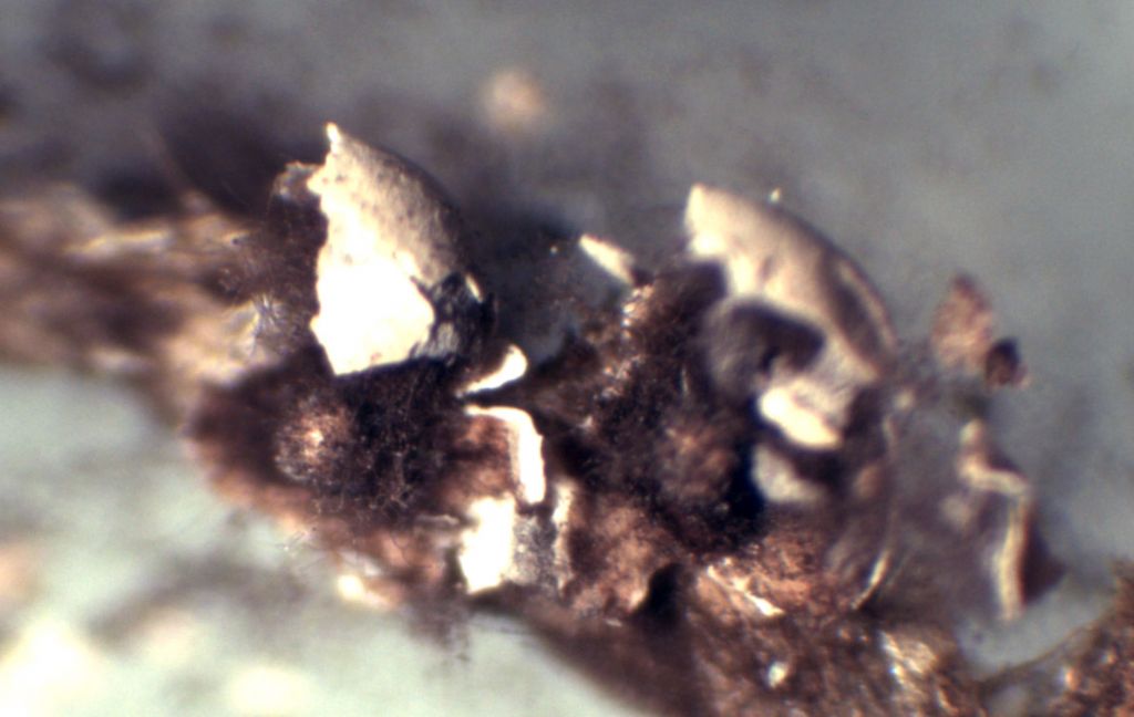 Diderma montanum (?)